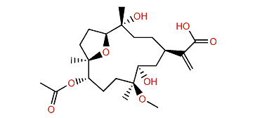 Dendronpholide K